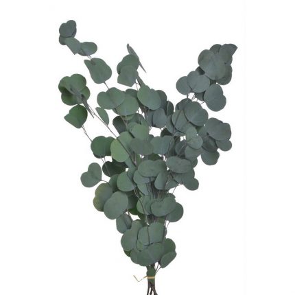 Ευκάλυπτος κλαδί αποξηραμένο, 60cm, πράσινο